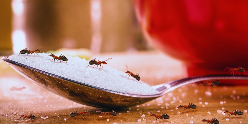 Få bort myror utmohus
