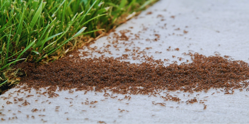 Bekämpningsmetoder för att få bort myror utomhus